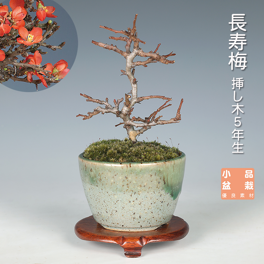 幕末〜明治期 染錦美人図大鉢 盆栽 植木鉢 高さ26cm 直径37.5cm 紀伊染