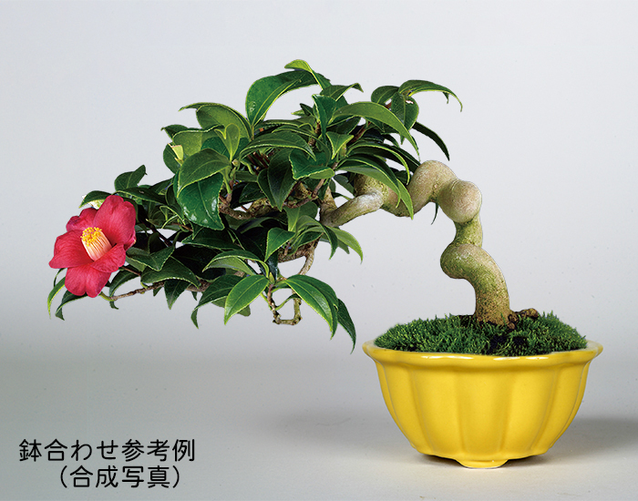 KINBONオリジナル盆栽鉢9点セット | 盆栽、盆栽書籍、盆栽鉢の通販