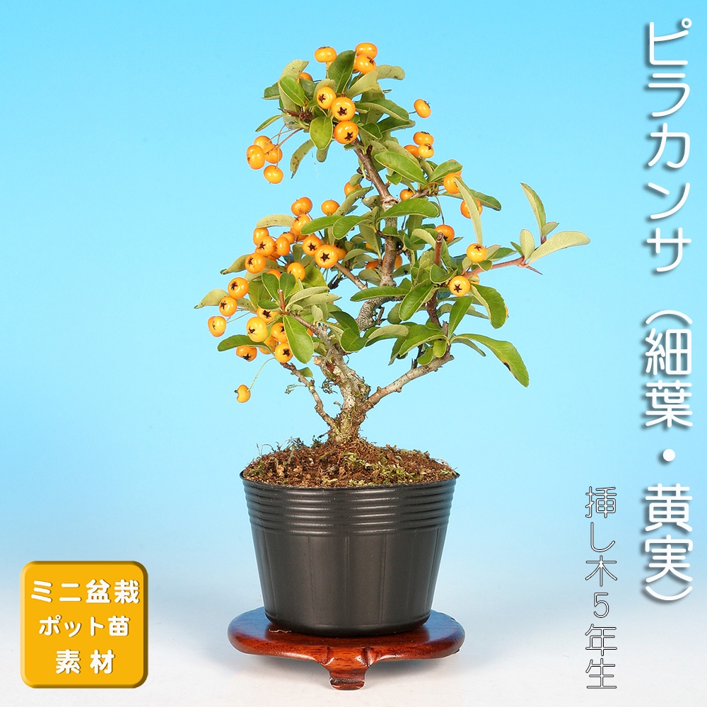 ピラカンサ（細葉・黄実） | 盆栽、盆栽書籍、盆栽鉢の通販│近代出版