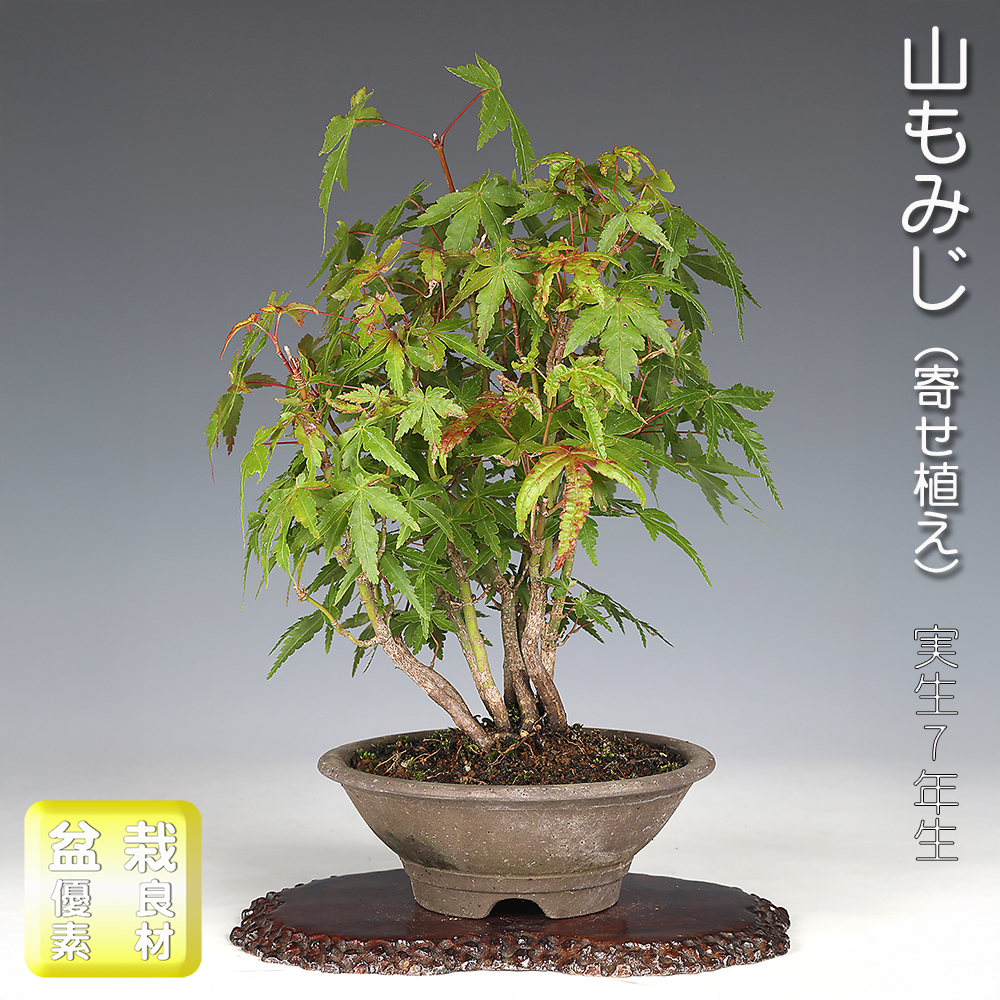 山もみじ（寄せ植え） | 盆栽、盆栽書籍、盆栽鉢の通販│近代出版