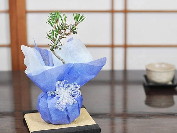 黒松 瑠璃紺和鉢 天然石の敷物付きを販売｜盆栽妙 – 盆栽妙 本店