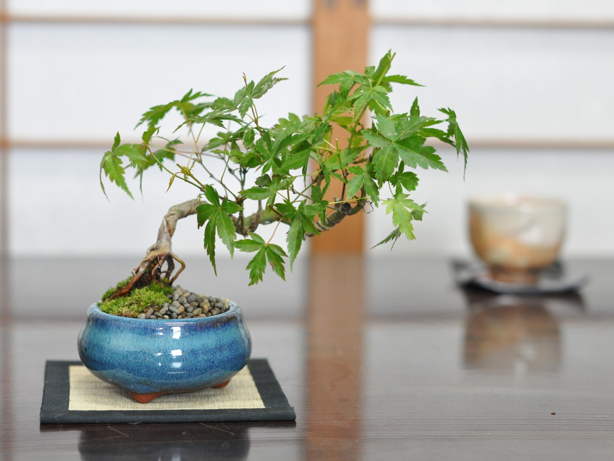 ミニ山もみじの盆栽の販売｜盆栽妙 – 盆栽妙 本店