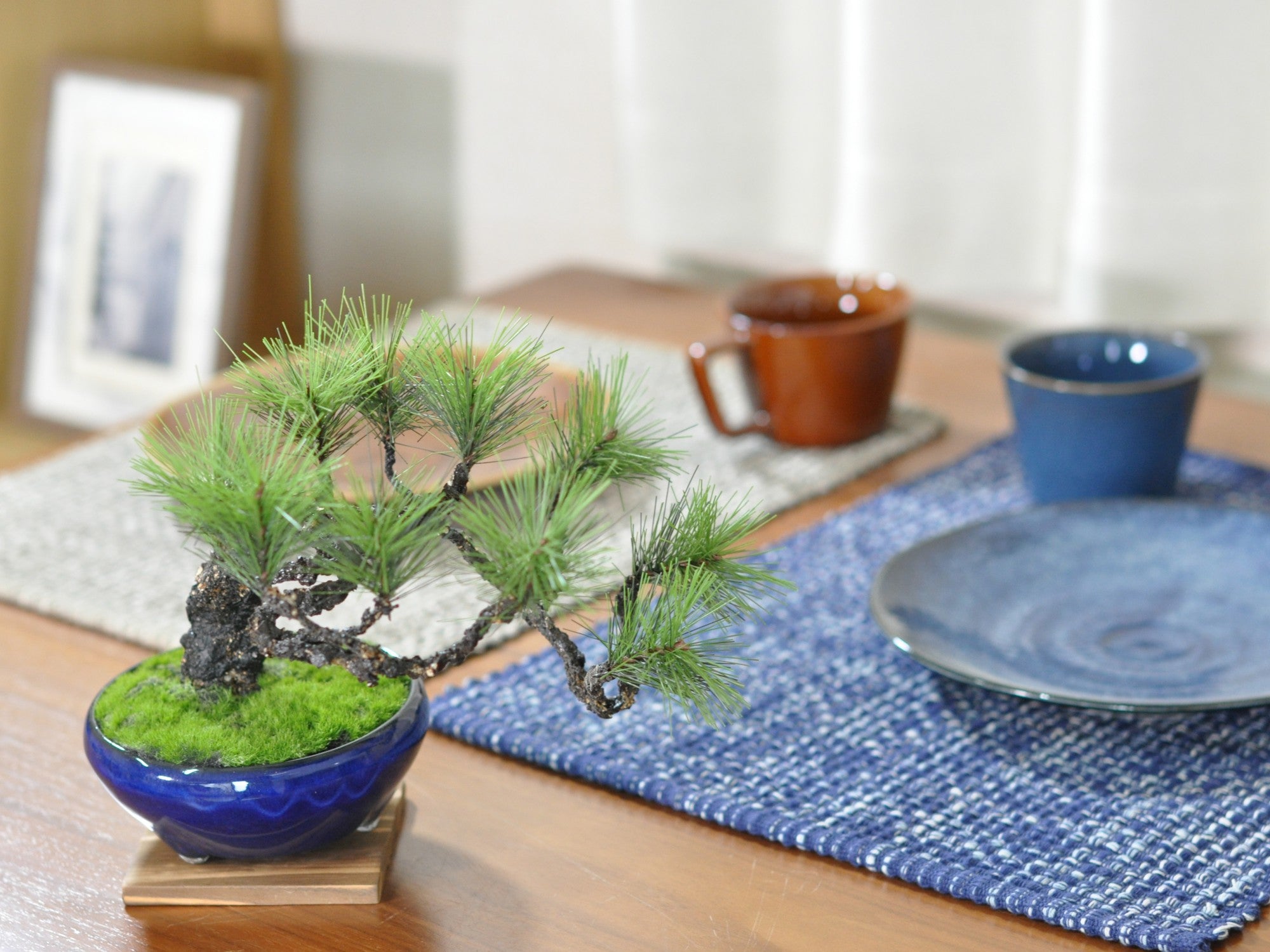 造花盆栽 松 懸崖風の販売｜盆栽妙 – 盆栽妙 本店