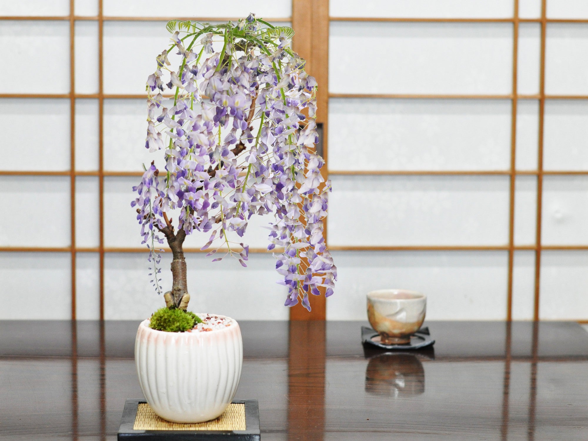 母の日】開花調整 5月に咲く藤 小サイズ 白桃モダン鉢の盆栽の販売