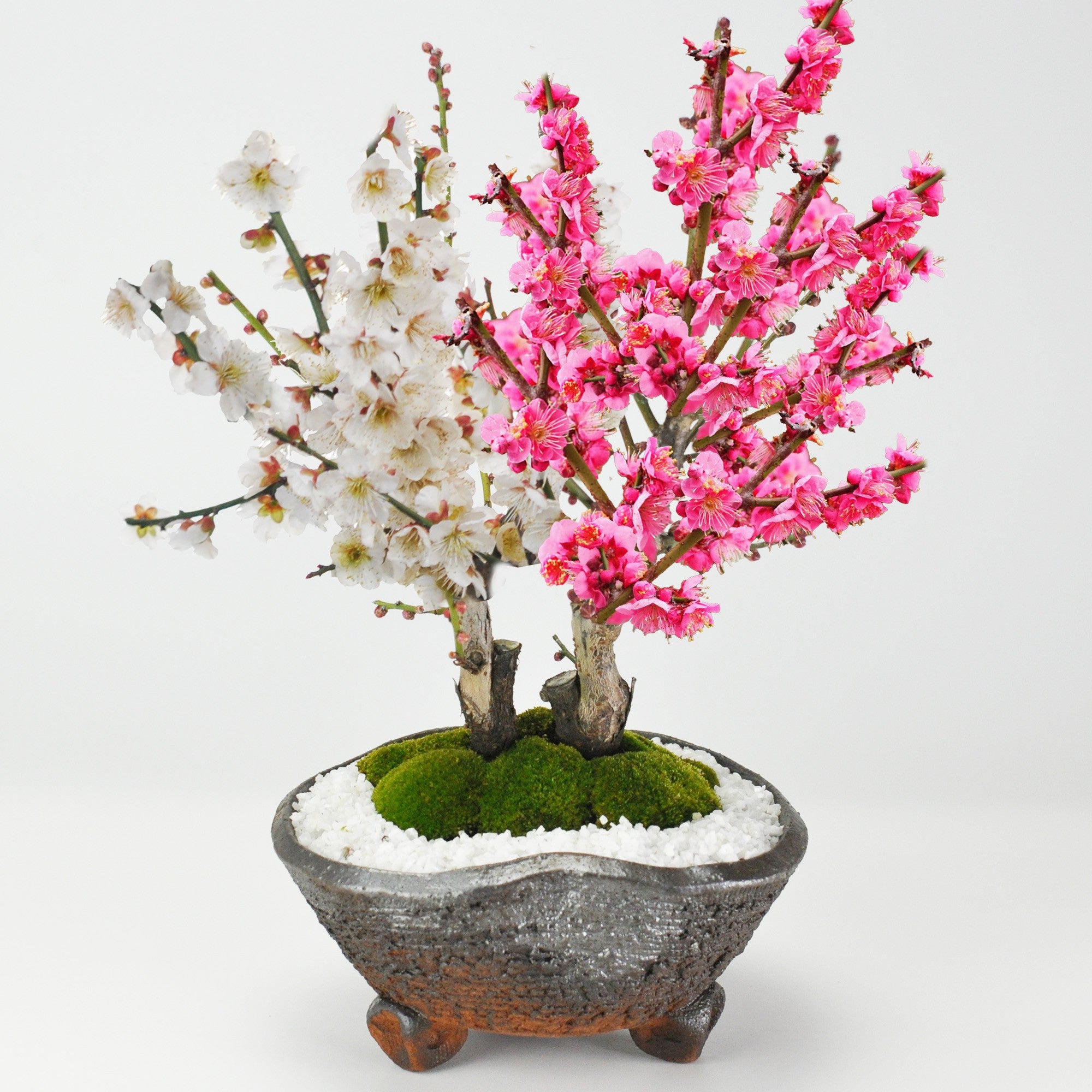 紅梅と白梅の二本植えの盆栽｜盆栽妙 – 盆栽妙 本店