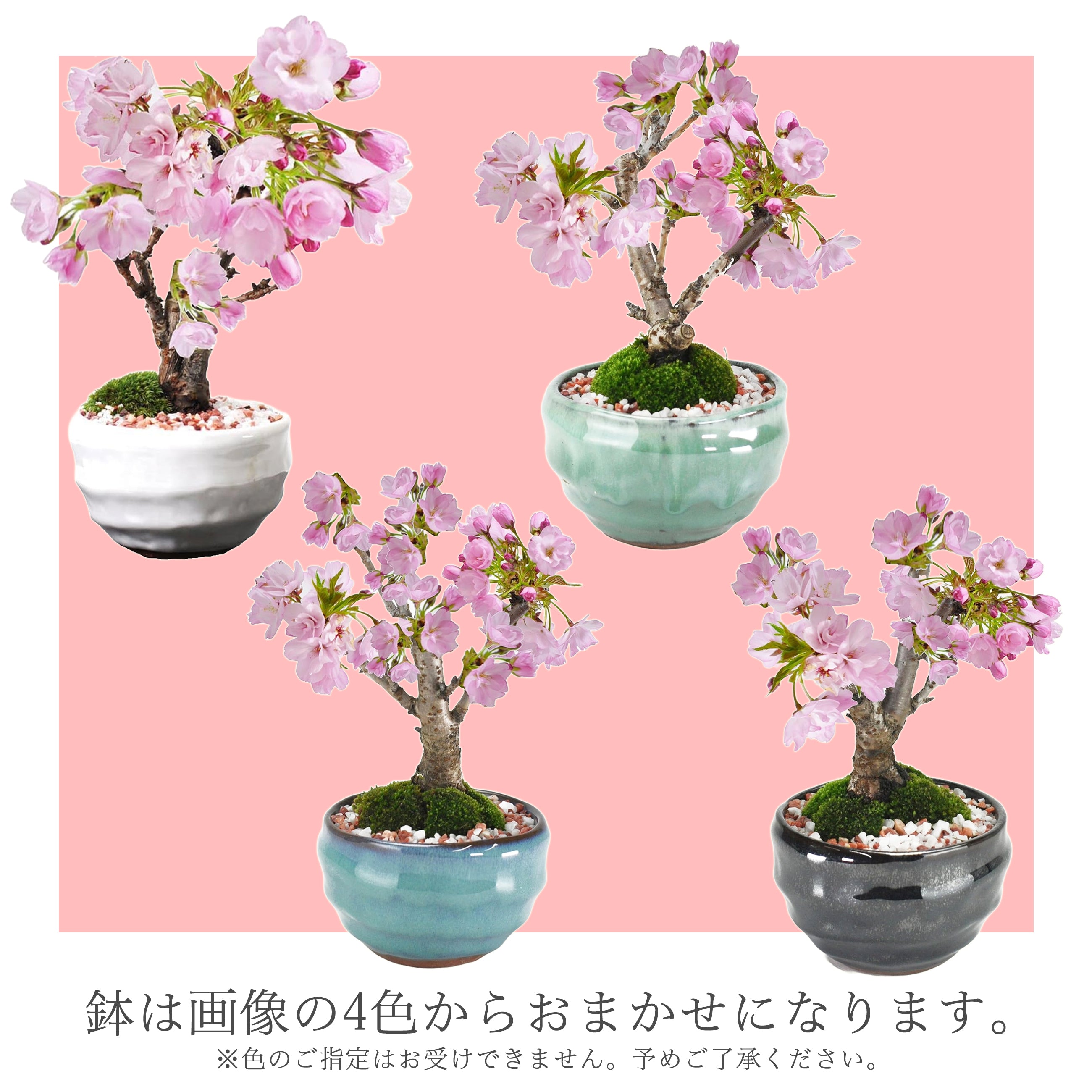 sakura_nami4.jpg