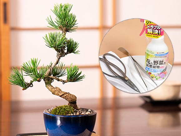 ミニ五葉松の盆栽とはじめての道具セットを販売｜はじめる専門店 盆栽