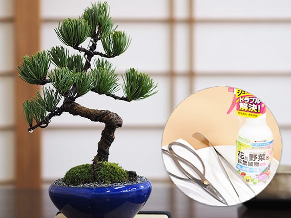 樹齢7年 五葉松の盆栽とはじめての道具セットを販売｜はじめる専門店