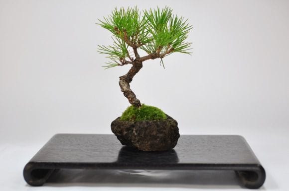 黒松 石付きの盆栽を販売｜入門は盆栽妙 – 盆栽妙 本店