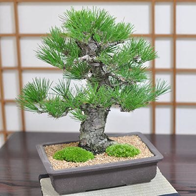 一点物 盆栽鉢】 藤掛雄山 No.224｜盆栽妙 – 盆栽妙 本店