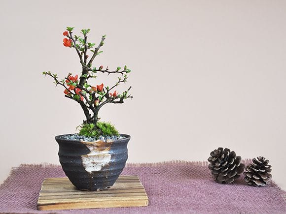 ミニ長寿梅 藤久作手造り小鉢の盆栽を販売｜入門は盆栽妙 – 盆栽妙 本店