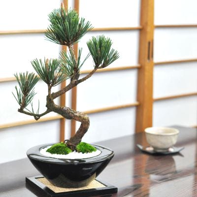 19号鉢(幅57～59cm)の販売｜盆栽鉢の盆栽妙 – 盆栽妙 本店