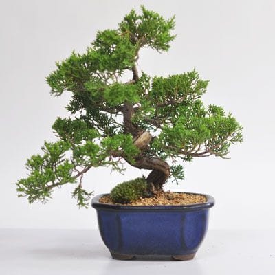 真柏（シンパク）盆栽の販売｜盆栽妙 – 盆栽妙 本店