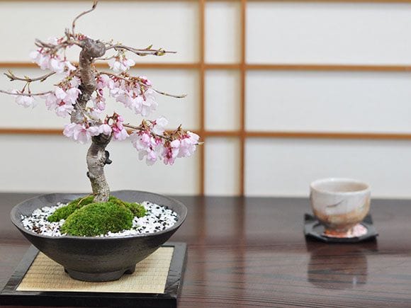 十月桜を販売｜入門は盆栽妙 – 盆栽妙 本店