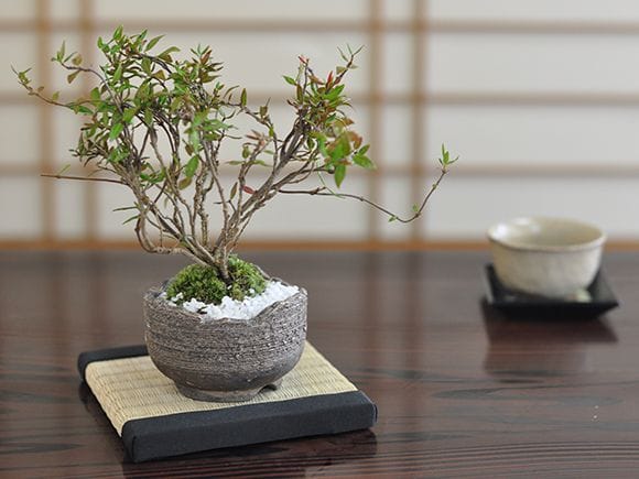 チリメンカズラの盆栽を販売｜盆栽妙 – 盆栽妙 本店