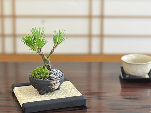 ミニ錦松の盆栽を販売｜盆栽妙 – 盆栽妙 本店