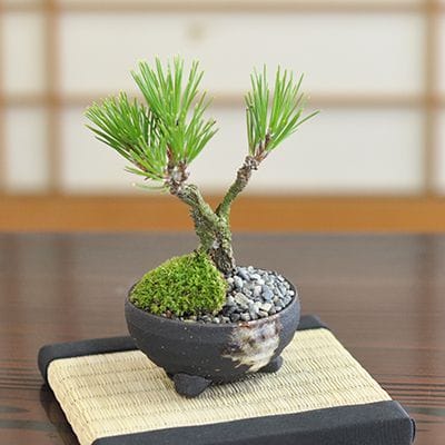 一点物 匠の盆栽】 五葉松 銀八房 No.108｜盆栽妙 – 盆栽妙 本店