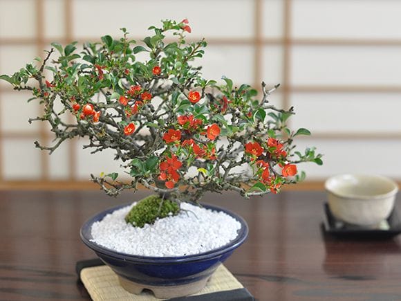 四国長寿梅 豪華絢爛 の盆栽を販売｜盆栽妙 – 盆栽妙 本店