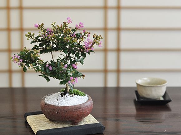 サルスベリ 百日紅の盆栽を販売｜盆栽妙 – 盆栽妙 本店
