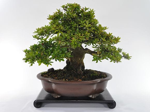 皐月盆栽 金菜(花保証) 高さ約62センチ 盆栽 皐月 さつき 皐月盆栽 金