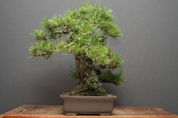 黒松 中品盆栽 樹齢30年の一点物盆栽を販売｜盆栽妙 – 盆栽妙 本店