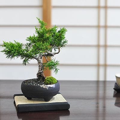 松盆栽 松柏類のミニ盆栽販売｜盆栽妙 – 盆栽妙 本店