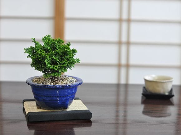 ミニ津山檜の盆栽を販売｜盆栽妙 – 盆栽妙 本店