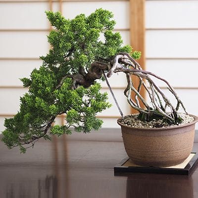 真柏（シンパク）盆栽の販売｜盆栽妙 – 盆栽妙 本店