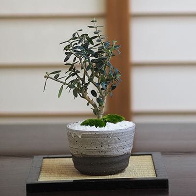 姫竹の盆栽を販売｜入門は盆栽妙 – 盆栽妙 本店