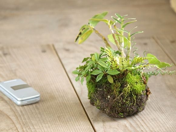 石付き しだの寄せ植え 1点もの No.24の盆栽を販売｜ギフトを贈るなら