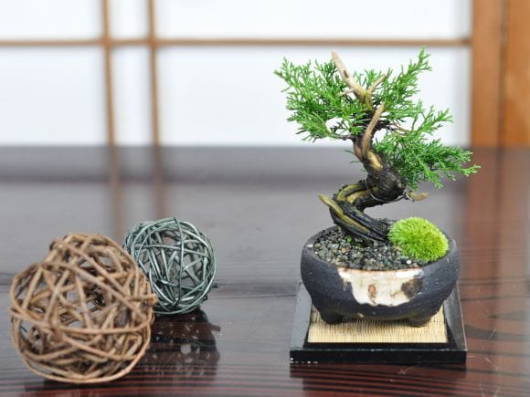 小品 真柏の盆栽を販売｜盆栽妙 – 盆栽妙 本店