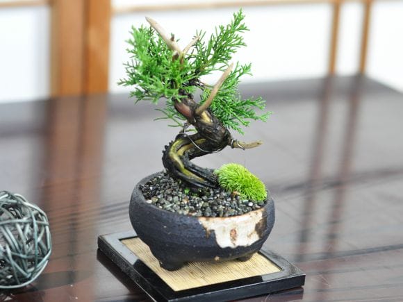 小品 真柏の盆栽を販売｜盆栽妙 – 盆栽妙 本店