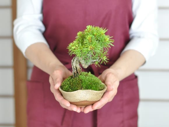 赤石五葉松 根上がりの盆栽を販売｜盆栽妙 – 盆栽妙 本店