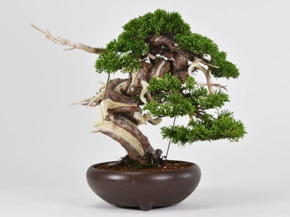 匠の盆栽】真柏 1点もの No.248【平松浩二】の盆栽を販売｜盆栽妙