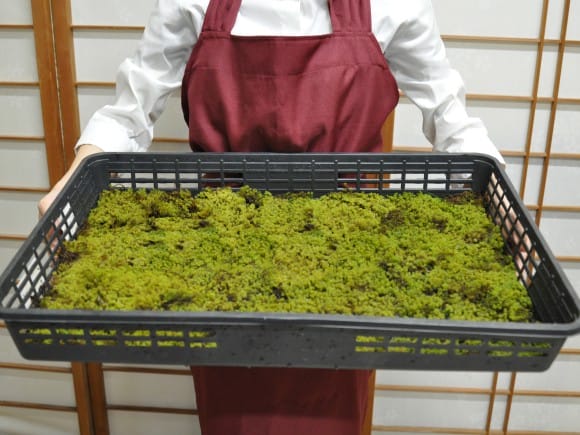 砂苔(スナゴケ)大トレー(5枚セット)を販売｜盆栽妙 – 盆栽妙 本店