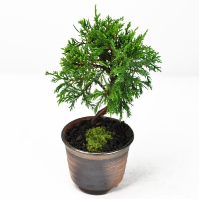錦松（ニシキマツ）盆栽の販売｜盆栽妙 – 盆栽妙 本店