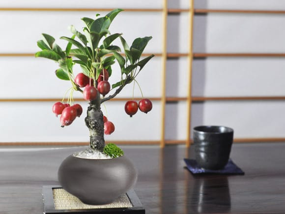 ミニりんご 黒丸和鉢の盆栽を販売｜盆栽妙 – 盆栽妙 本店