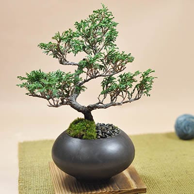 一点物 匠の盆栽】 五葉松 宮島五葉 No.129｜盆栽妙 – 盆栽妙 本店