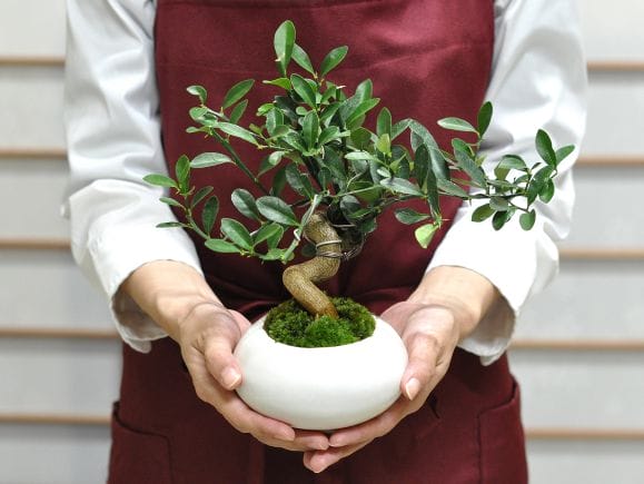 キンズ 太幹の盆栽を販売｜盆栽妙 – 盆栽妙 本店