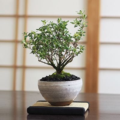 17号鉢(幅51～53cm)の販売｜盆栽鉢の盆栽妙 – 盆栽妙 本店