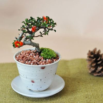 モッコ（木瓜）花形の鉢販売｜盆栽鉢の盆栽妙 – 盆栽妙 本店