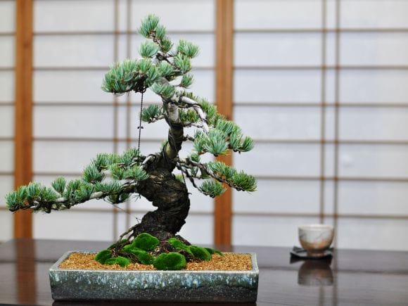 極上五葉松 松富士の盆栽を販売｜盆栽妙 – 盆栽妙 本店