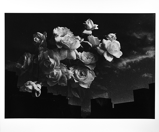Untitled【サイン入】 / 森山大道 | 小宮山書店 KOMIYAMA TOKYO