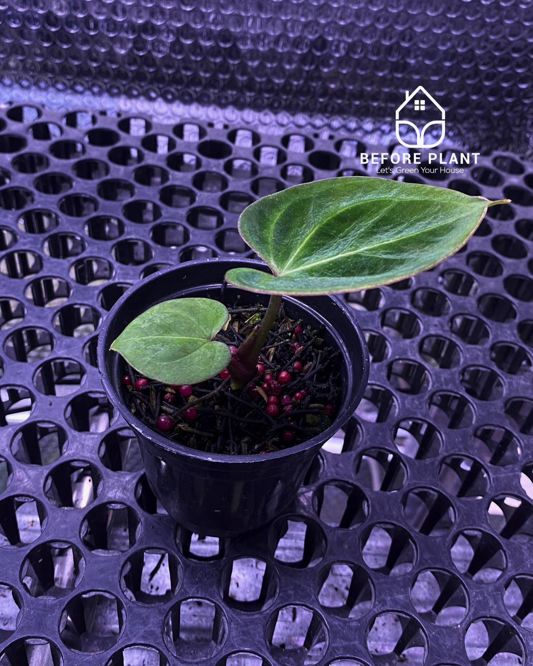Anthurium King of Spades (HU) Seedling – Beforeplant