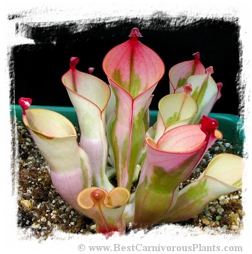 Heliamphora cv. 'BCP Flamingo' [BCP ID# H10/02] / 1+ medium plant