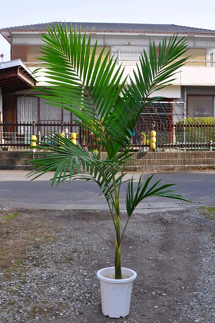 CSC_11648.jpg