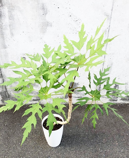 トレベシア