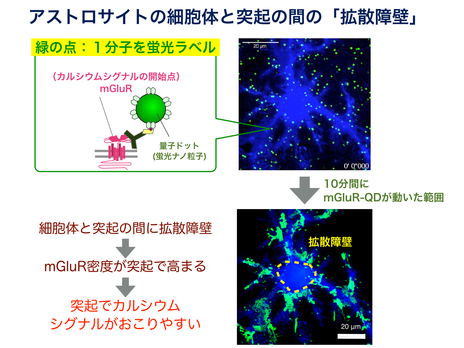 グリア細胞｜一般社団法人 日本生物物理学会