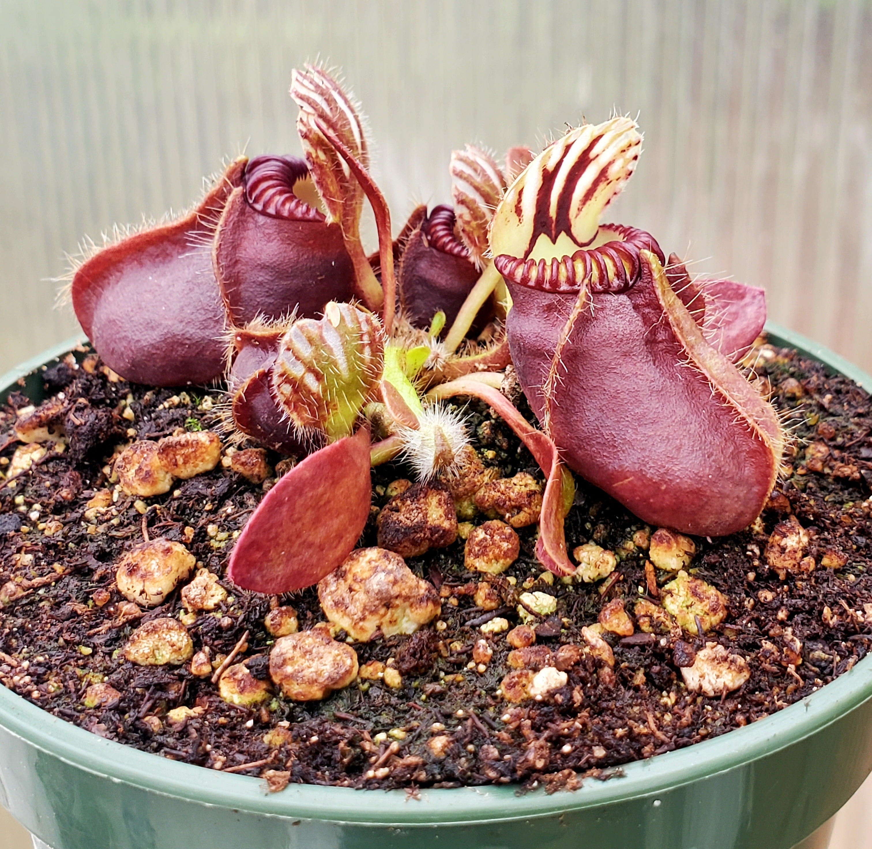 Cephalotus follicularis, live carnivorous plant, potted – Blue
