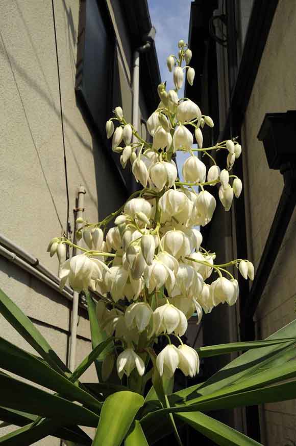 青年の木（ユッカ・エレファンティぺス）の花｜観葉植物